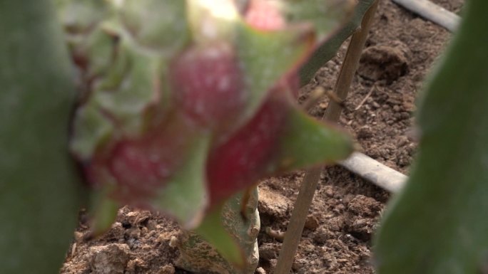 火龙果 基地 广西 火龙果种植基地