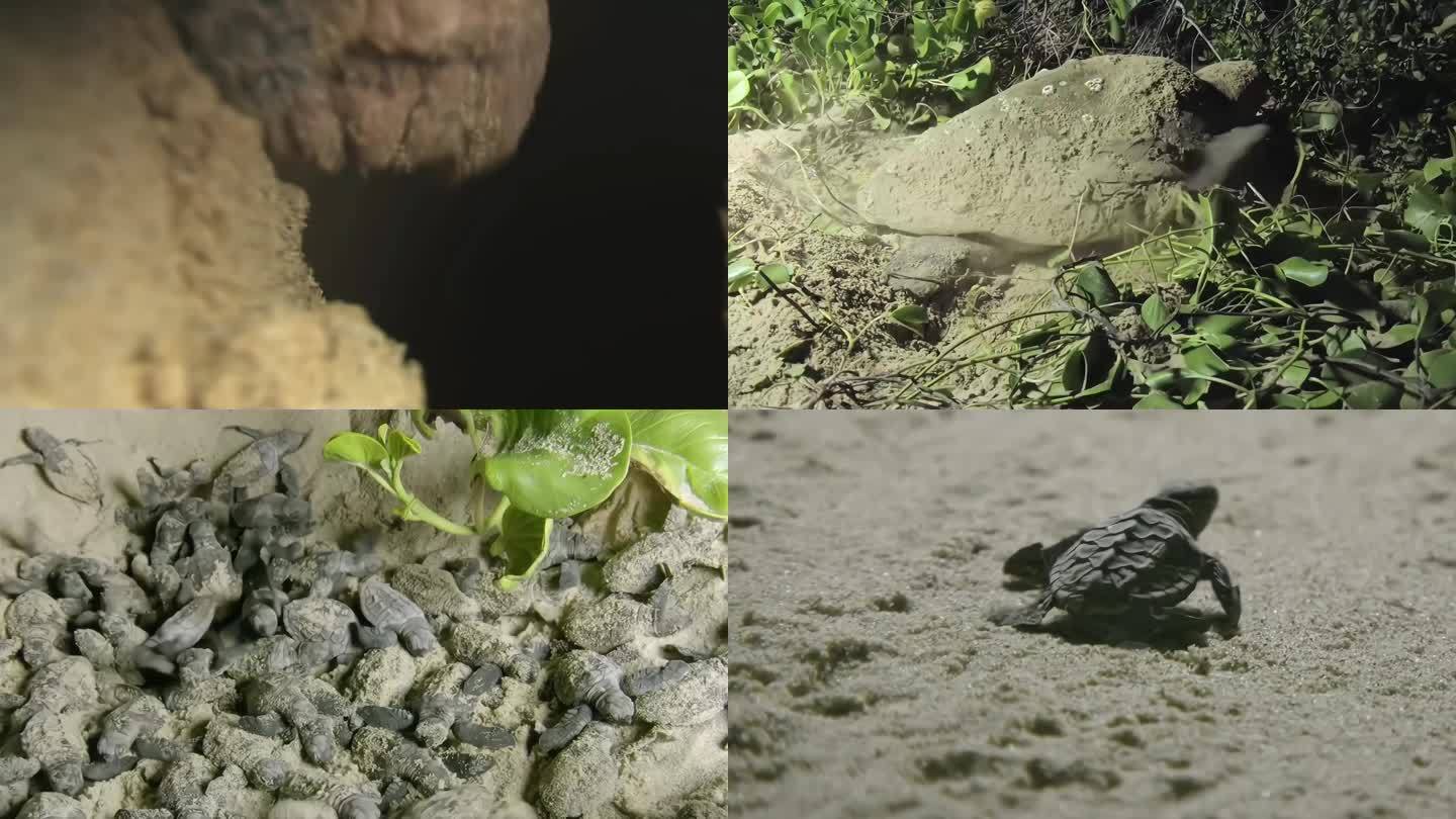 海龟小海龟沙滩实拍素材