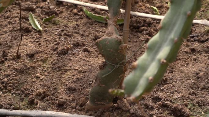 火龙果 基地 广西 火龙果种植基地