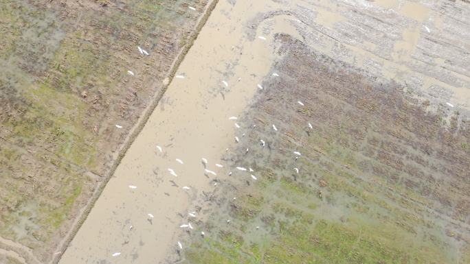 4K120p升格白鹭湿地乡村农田生态保护