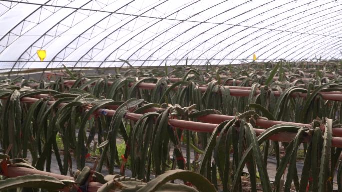 火龙果 基地 广西 火龙果种植基地