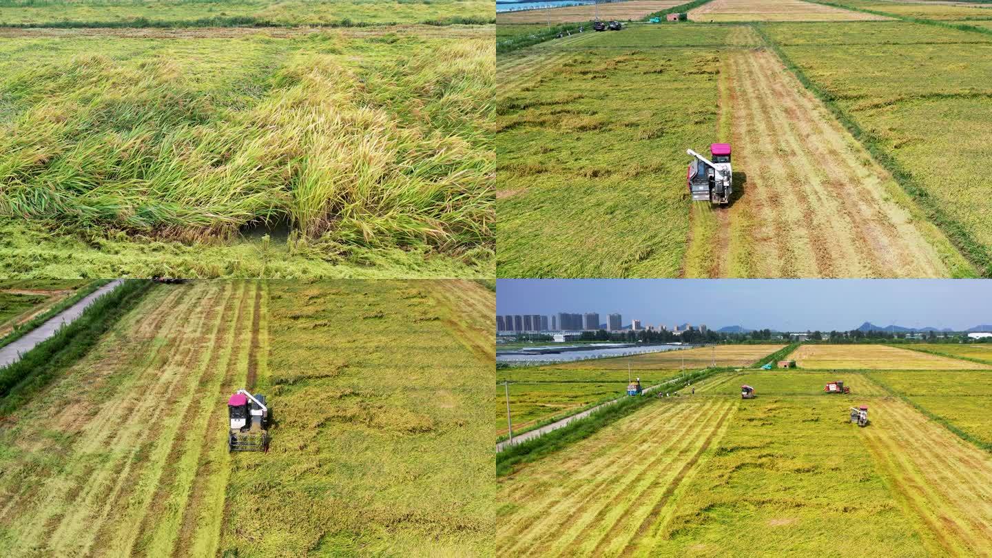 水稻，丰收，收割水稻，现代化农业种植水稻