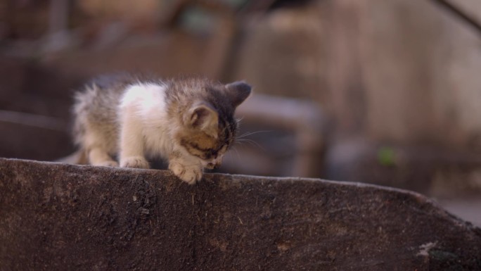 巷子里的流浪猫