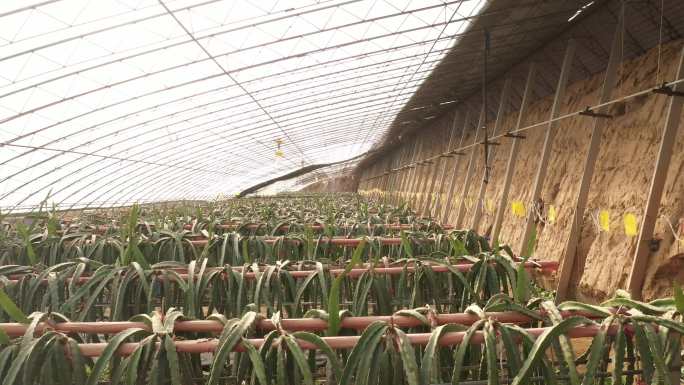 火龙果 基地 广西 火龙果种植基地