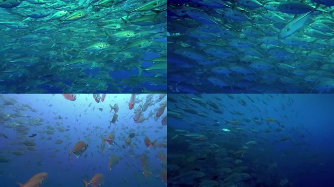 【合辑】海洋鱼群海鲜水产渔业养殖深海