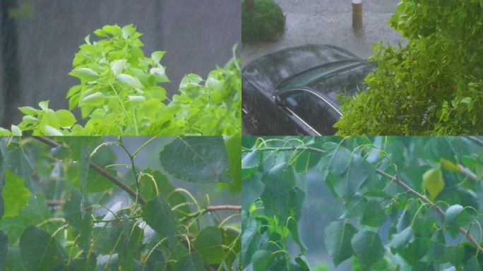 城市下暴雨下雨天雨水雨滴植物树叶子树木雨