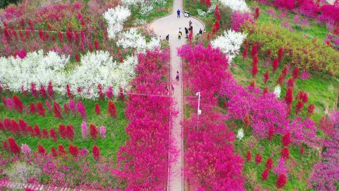 中国桃花之都苍溪县黄猫垭桃花岛