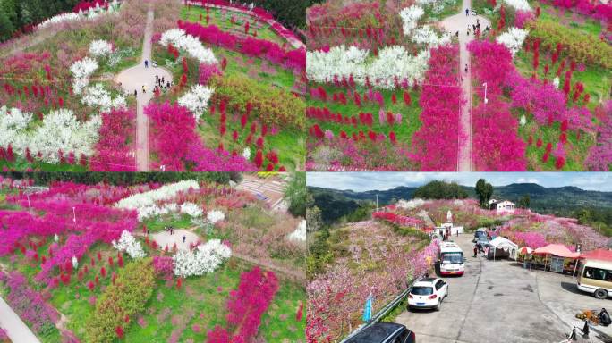 中国桃花之都苍溪县黄猫垭桃花岛