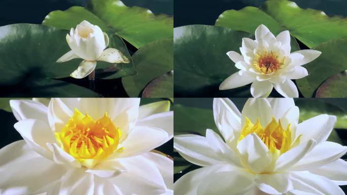 白莲睡莲荷花开花延时2