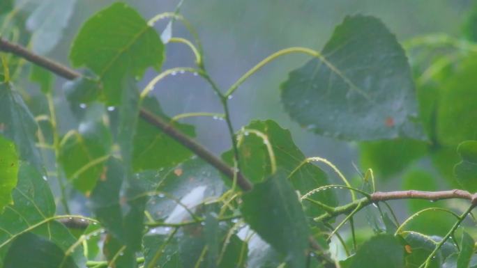 城市下暴雨下雨天雨水雨滴植物树叶子树木雨