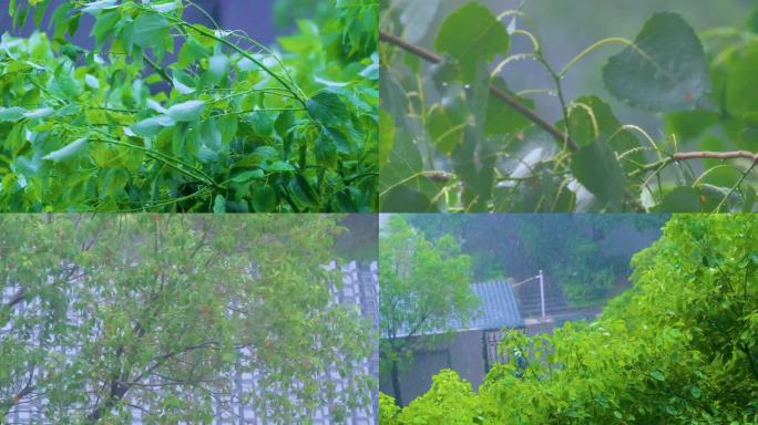 城市下暴雨下雨天雨水雨滴植物树叶子树木雨