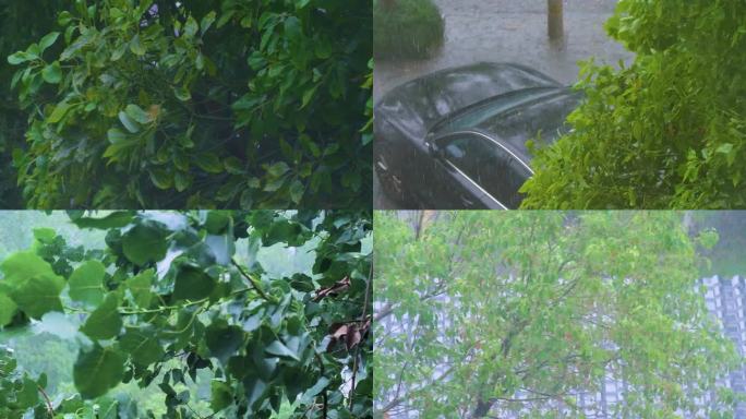 城市下暴雨下雨天雨水雨滴植物树叶子树木雨