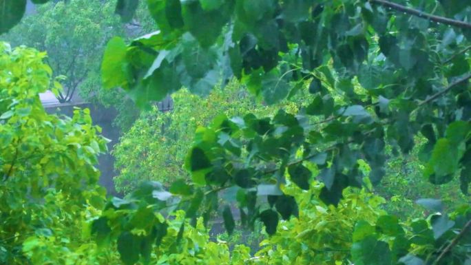 城市下暴雨下雨天雨水雨滴植物树叶子树木雨