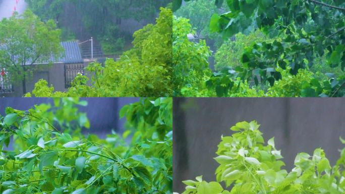 城市下暴雨下雨天雨水雨滴植物树叶子树木雨