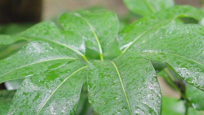 下雨·雨露·雨珠