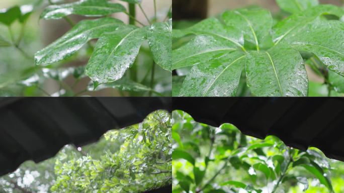 下雨·雨露·雨珠