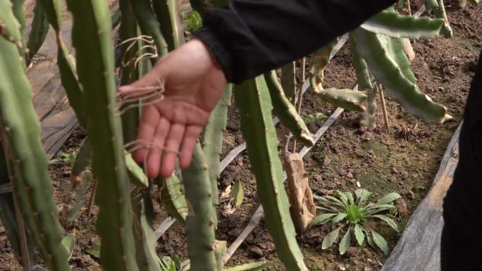 火龙果 基地 广西 火龙果种植基地