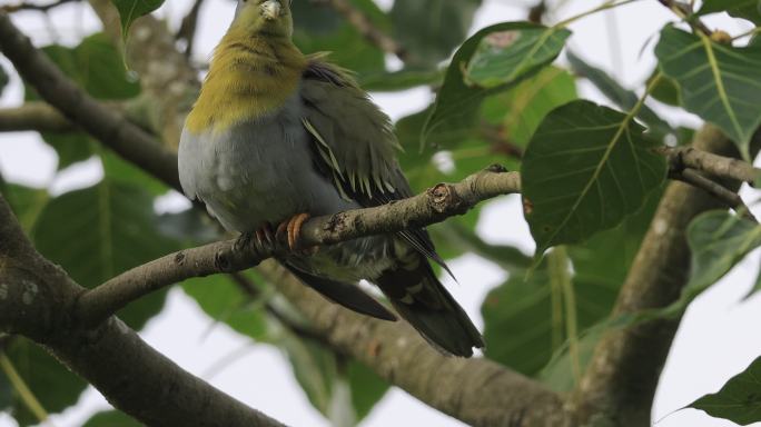 罕见的鸟类黄脚绿鸠梳理羽毛