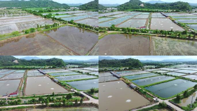 4K120p升格白鹭湿地乡村农田生态保护