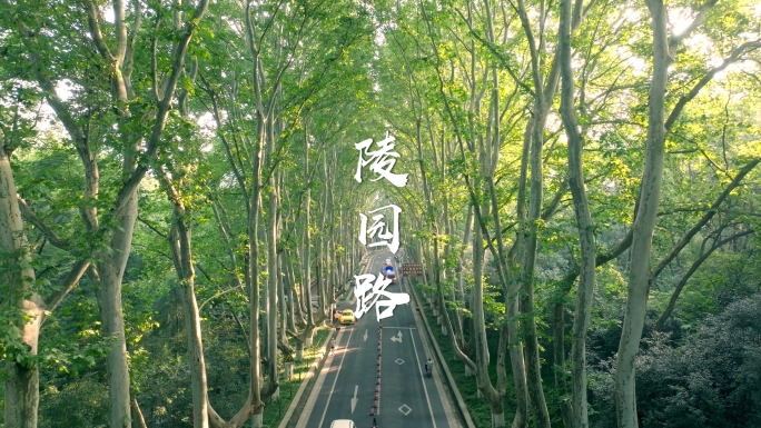 4k森林陵园路清晨日出宣传片