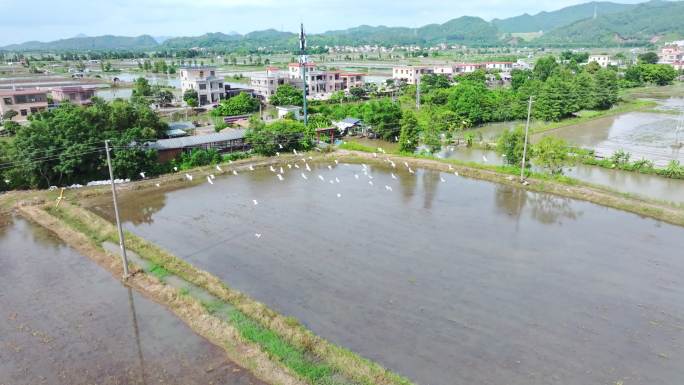 4K120p升格白鹭湿地乡村农田生态保护