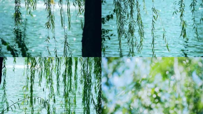 柳树杨柳柳枝夏天绿色植物春夏意境唯美空镜