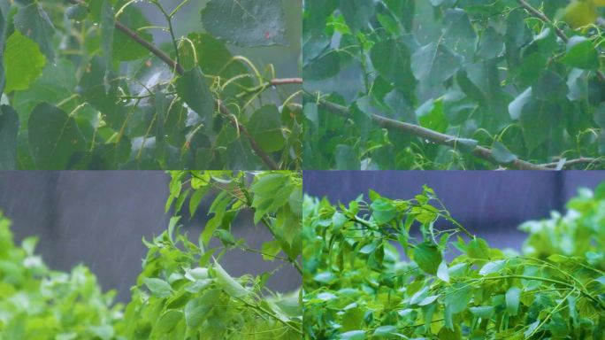 城市下暴雨下雨天雨水雨滴植物树叶子树木雨