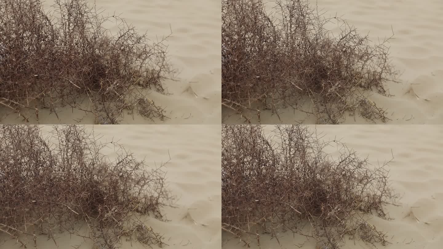 沙漠 大风移动 沙丘  无人区 干旱