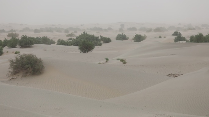 沙漠 大风移动 沙丘   无人区 干旱