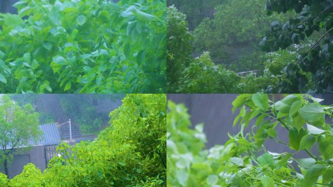 城市下暴雨下雨天雨水雨滴植物树叶子树木雨