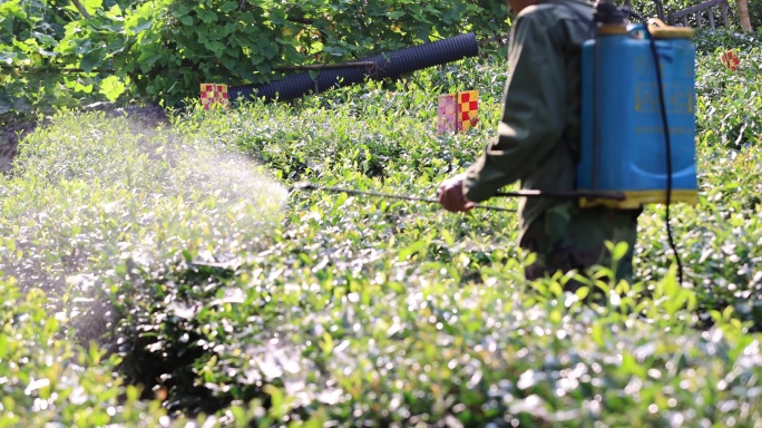 阳光下农民茶园茶树打药喷药慢镜 三农素材