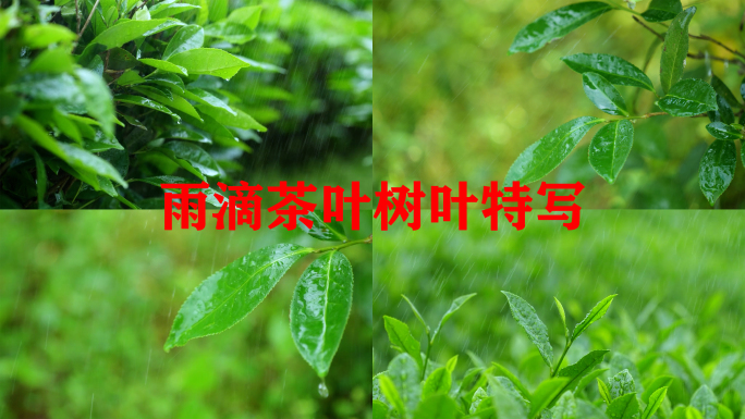 下雨天树叶雨水滴叶子茶树雨水雨滴茶叶特写