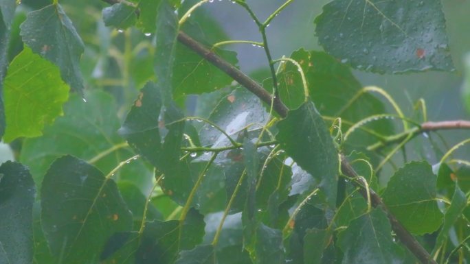 城市下暴雨下雨天雨水雨滴植物树叶子树木雨