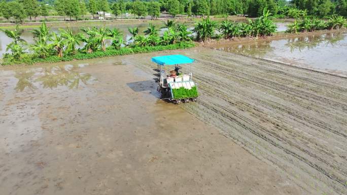 水稻播种/秧苗/机械播种/田中/害虫护理