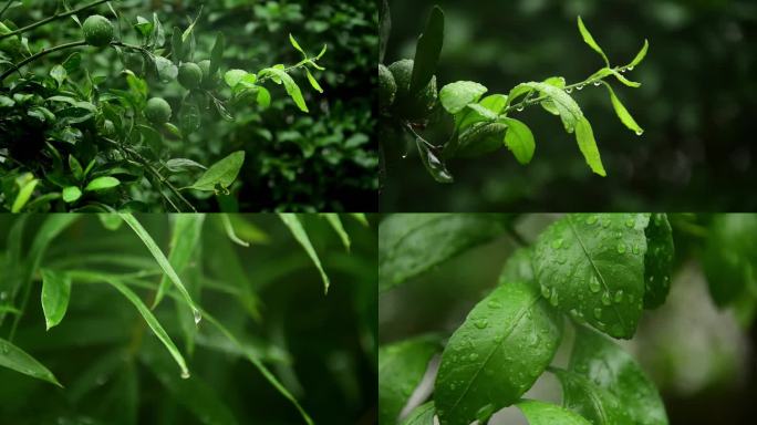 雨天小清新空镜素材