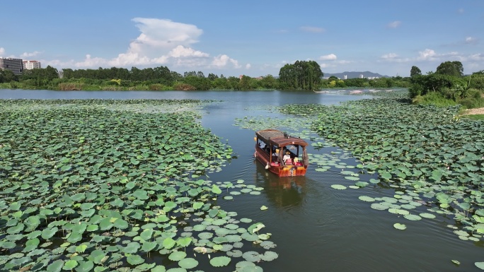 航拍江门古劳水乡旅游区