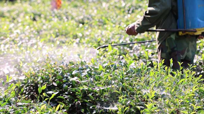 阳光下农民茶园茶树打药喷药慢镜 三农素材