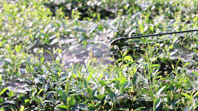 阳光下农民茶园茶树打药喷药慢镜 三农素材