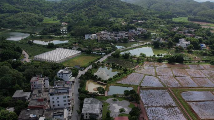 广州黄埔迳下村农业农田乡村振兴新农村航拍