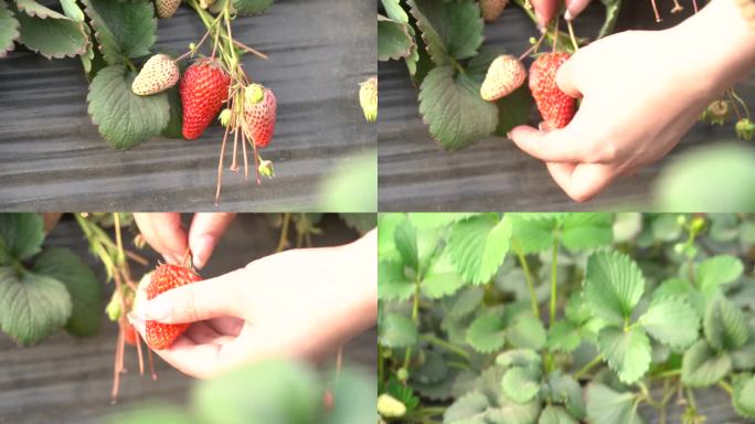草莓 水果 实拍 高清 草莓花 草莓地