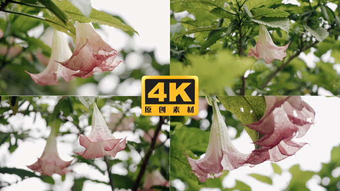 4K-曼陀罗花开花，曼陀罗实拍