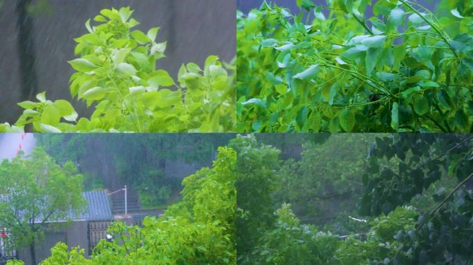 城市下暴雨下雨天雨水雨滴植物树叶子树木雨