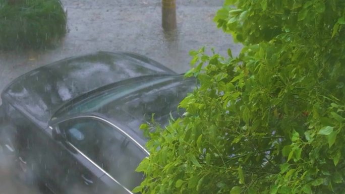 城市下暴雨下雨天雨水雨滴植物树叶子树木雨