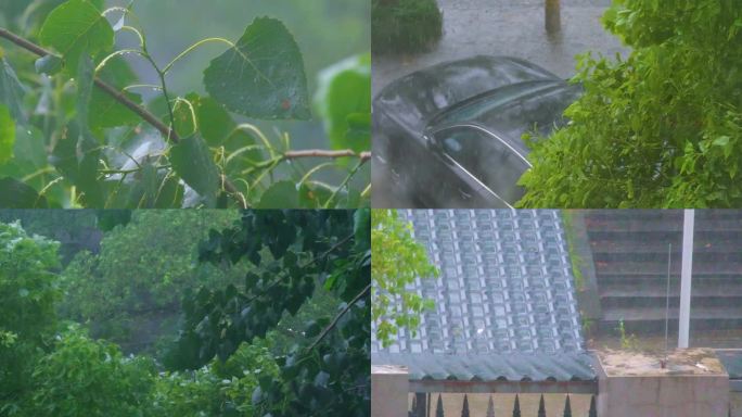 城市下暴雨下雨天雨水雨滴植物树叶子树木雨