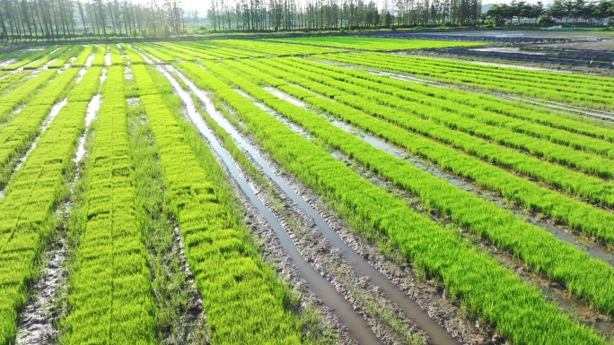 4k水稻培育秧苗粮食安全绿色稻田生态航拍