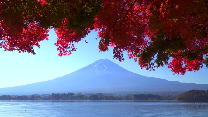 川口湖畔的深红枫叶和富士山