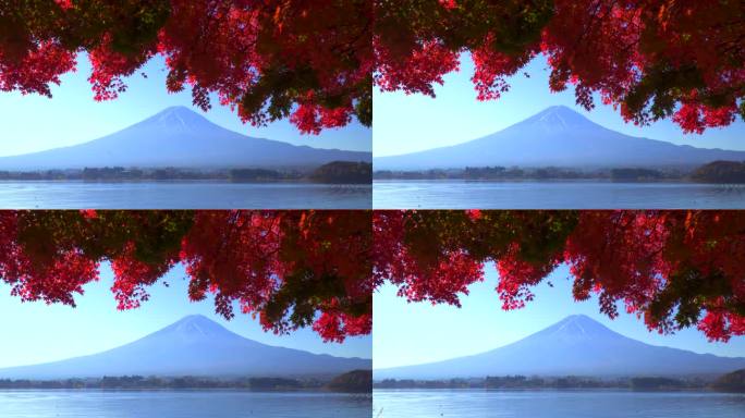 川口湖畔的深红枫叶和富士山