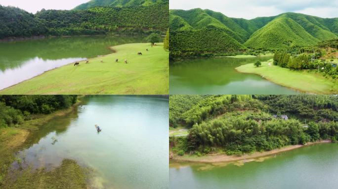 浙江省安吉青山绿水水牛白鹭栖息生态环境