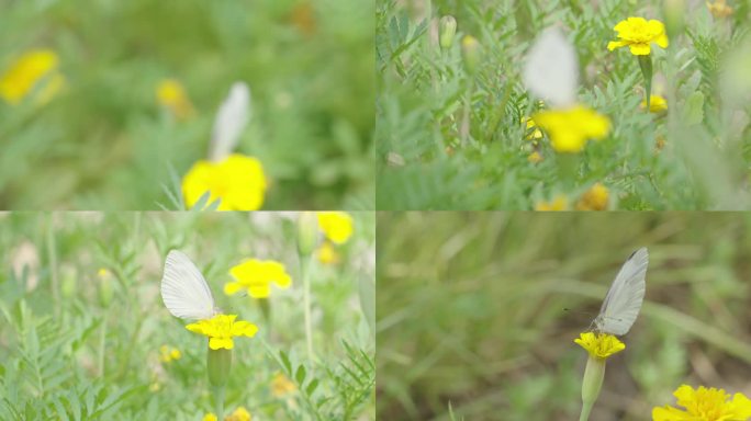 在花朵上采蜜的白色蝴蝶