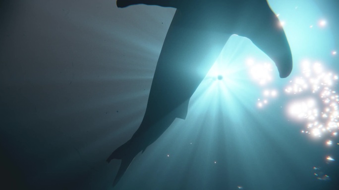 深海大白鲨海底世界潜水看见游过的鲨鱼03